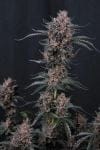Mango Cherry Runtz Auto strain from Fast Buds
