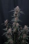 Mango Cherry Runtz Auto strain from Fast Buds