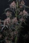 Mango Cherry Runtz Auto strain from Fast Buds