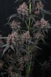 Mango Cherry Runtz Auto strain from Fast Buds