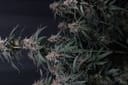 Mendo Cherry Cookies Auto from Fast Buds