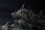 Mendo Cherry Cookies Auto from Fast Buds