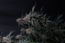 Mendo Cherry Cookies Auto from Fast Buds