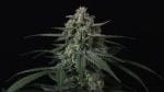 Banana Frost Auto strain by Fast Buds