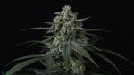 Banana Frost Auto Feminiseret Frø-FB-BAFR-AUTO-FEM
