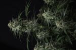 Banana Frost Auto strain by Fast Buds