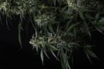 Banana Frost Auto strain by Fast Buds