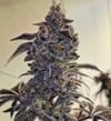 Fuego'z R1 Feminised Seeds-ETHO-FUZR1-FEM