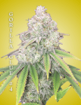 Gorilla Glue #4 clone from Clone To Home