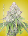 Gorilla Glue #4 Clones-SMAN-CL-CTH-GOG4