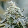 Endless Frost clone from Seedsman x Endless Biotech