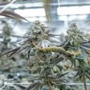 Endless Frost clone from Seedsman x Endless Biotech