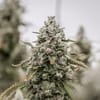 Daily Grape clone from Seedsman x Endless Biotech