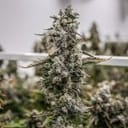 Daily Grape clone from Seedsman x Endless Biotech
