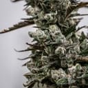 Daily Grape clone from Seedsman x Endless Biotech