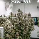 Daily Grape clone from Seedsman x Endless Biotech