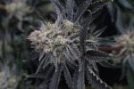 Mendo Frost Auto strain by Fast Buds