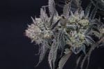 Mendo Frost Auto strain by Fast Buds