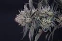 Mendo Frost Auto strain by Fast Buds