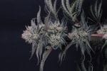 Mendo Frost Auto strain by Fast Buds