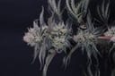 Mendo Frost Auto strain by Fast Buds