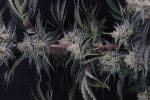 Mendo Frost Auto strain by Fast Buds