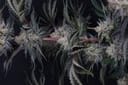 Mendo Frost Auto strain by Fast Buds