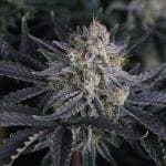 Mendo Frost Auto strain by Fast Buds