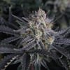 Mendo Frost Auto strain by Fast Buds