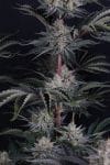 Mendo Frost Auto strain by Fast Buds
