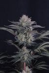 Mendo Frost Auto strain by Fast Buds