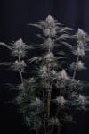 Mendo Frost Auto strain by Fast Buds