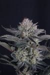 Mendo Frost Auto strain by Fast Buds