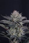 Mendo Frost Auto strain by Fast Buds