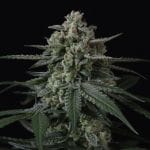 Banana Frost Auto strain by Fast Buds