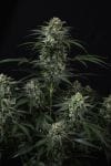 Banana Frost Auto strain by Fast Buds