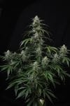 Banana Frost Auto strain by Fast Buds