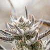 Tropic Thunder Funk Clone from Seedsman x Endless Biotech