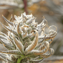 Tropic Thunder Funk Clone from Seedsman x Endless Biotech