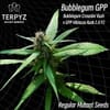 TERP-BUBBLEGPP-REG