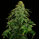 Seedsman x Doctor's Choice Mutant strain Freaky Ryder Auto