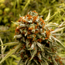 Seedsman x Doctor's Choice Mutant strain Freaky Ryder Auto