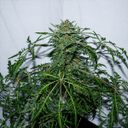 Seedsman x Doctor's Choice Mutant strain Freaky Ryder Auto