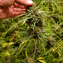 Seedsman x Doctor's Choice Mutant strain Freaky Ryder Auto