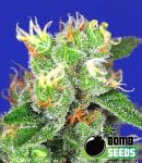 BOMB-MEDIB2-FEM