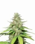 Top 44 Auto Feminised Seeds - 5-NV-T44-AUTO