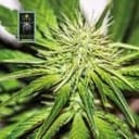 White Widow Feminised Seeds-whitewidow
