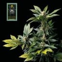 White Widow Feminised Seeds-whitewidow