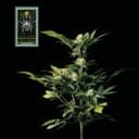 White Widow Feminised Seeds-whitewidow