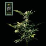White Widow Feminised Seeds-whitewidow